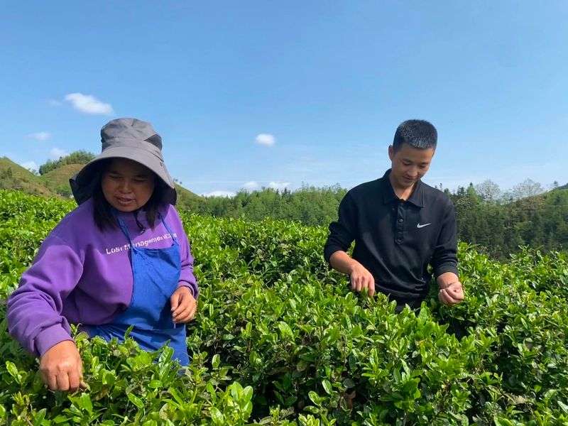 有关于花都—关岭携手打造茶产业“金名片”的新闻(3)