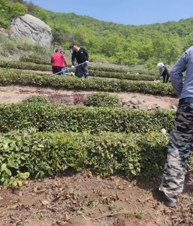 有关于乳山绿茶：四时天气促相催，一夜薰风带暑来的相关内容(1)