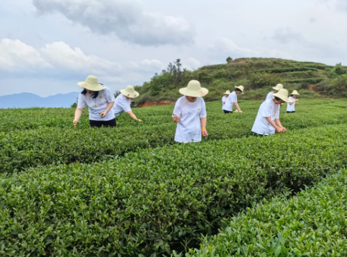 有关于深圳安溪茶企联姻 共谋茶旅融合发展的最新消息(2)