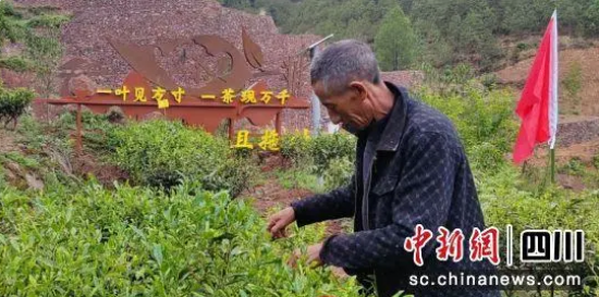 关于凉山喜德县：规模化种茶 助力乡村振兴的信息