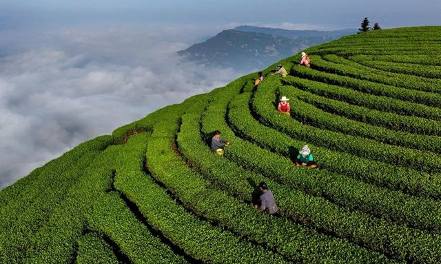 有关于泸州茶香如何出“深巷”？的新闻