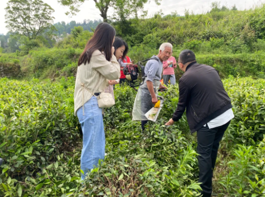 有关于涪洋镇：茶树修剪正当时的最新消息(1)