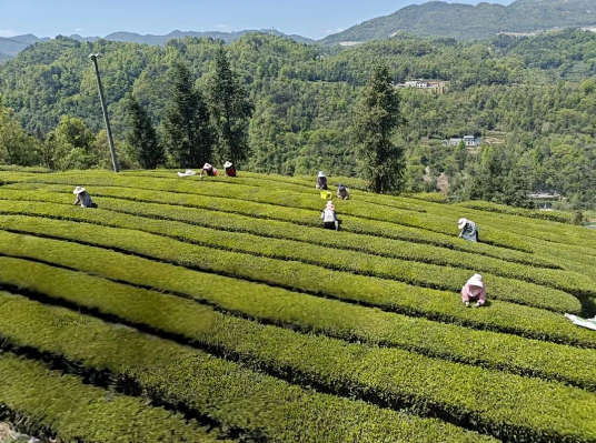 有关于渔洋关镇：持续发力，深入推进茶产业社会化服务！的消息(4)