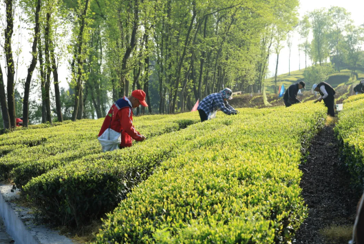 有关于渔洋关镇：持续发力，深入推进茶产业社会化服务！的消息(1)