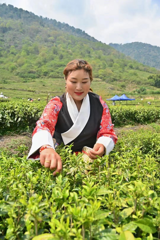 关于满园茶飘香 察隅县春茶抢“鲜”采摘的内容(1)