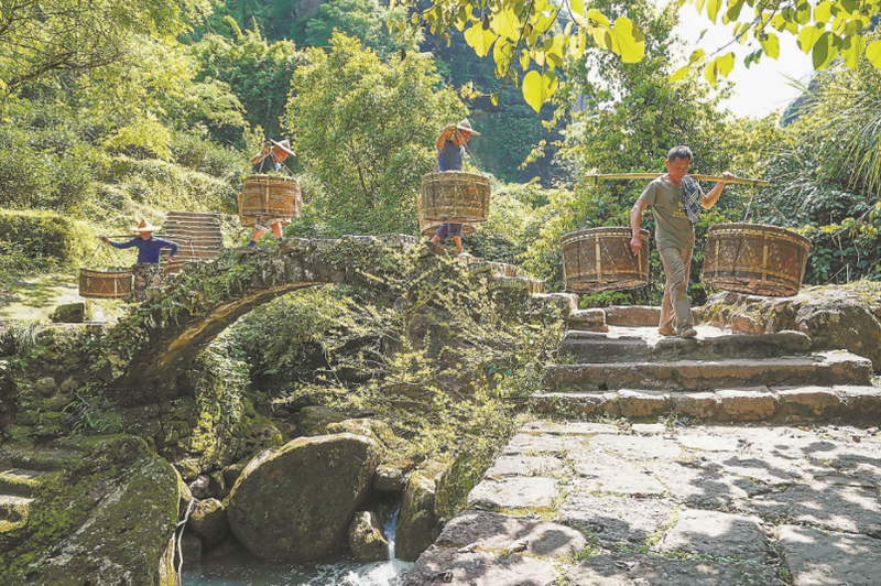 有关于福建日报 ：上山采茶的信息(2)