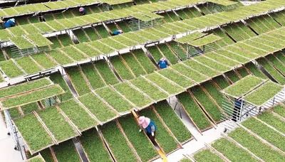 有关于茶文化的新“国潮” 的消息