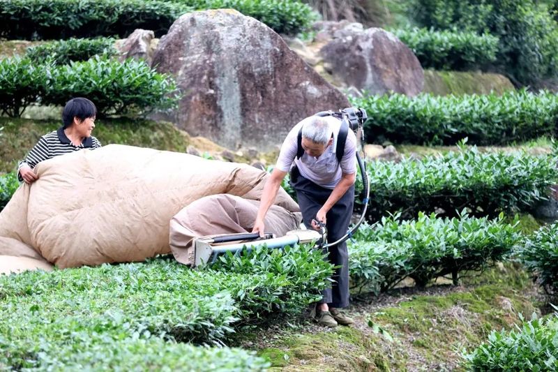 有关于南安金淘：高山云雾出好茶的消息