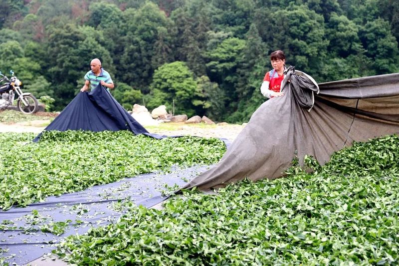 有关于南安金淘：高山云雾出好茶的消息(1)