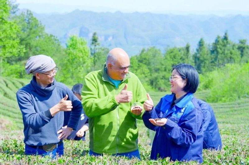 有关于春茶今年销售遇冷，交易量额齐跌，湖北打出组合拳应对挑战的信息(6)