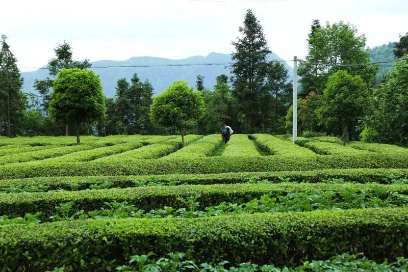 有关于春茶今年销售遇冷，交易量额齐跌，湖北打出组合拳应对挑战的信息(2)