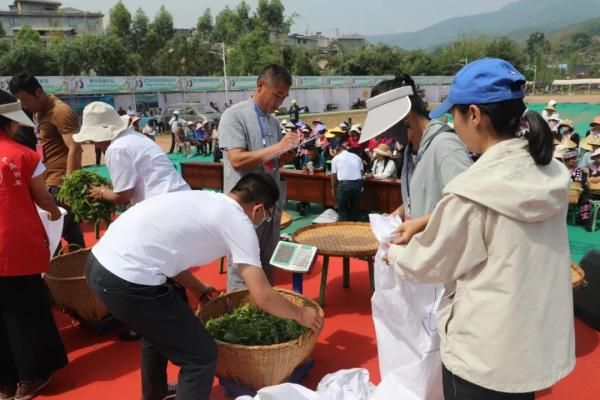 关于普洱景谷镇举行茶叶文化节“茶山欢歌·百人采茶”比赛的信息(5)