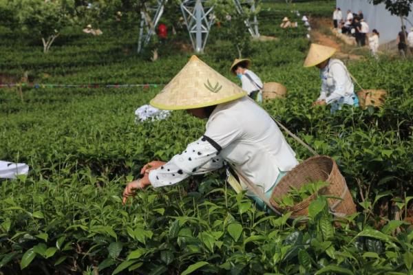 关于普洱景谷镇举行茶叶文化节“茶山欢歌·百人采茶”比赛的信息(3)