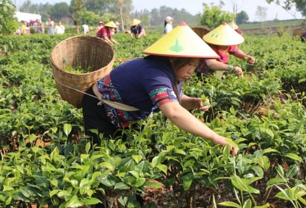 关于普洱景谷镇举行茶叶文化节“茶山欢歌·百人采茶”比赛的信息(2)