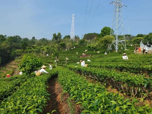 关于普洱景谷镇举行茶叶文化节“茶山欢歌·百人采茶”比赛的信息(1)