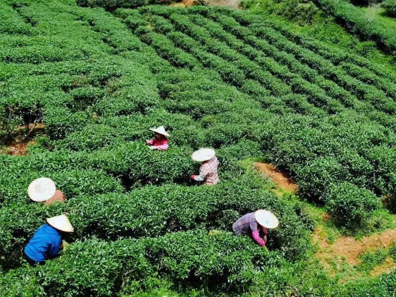 关于上杭南阳：春茶香 采茶忙 茶农笑的相关内容