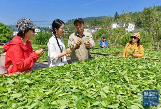 有关于武夷茶季引客来的新闻(3)