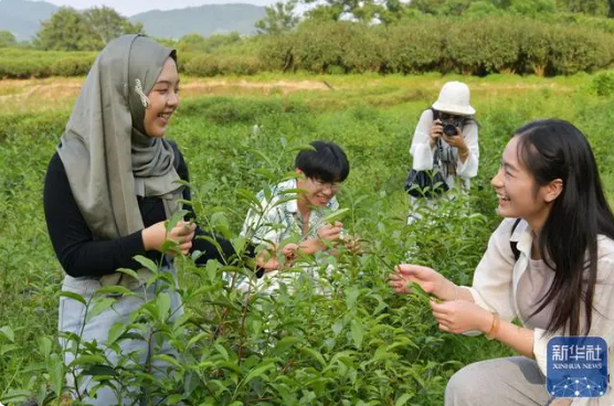 有关于武夷茶季引客来的新闻(1)