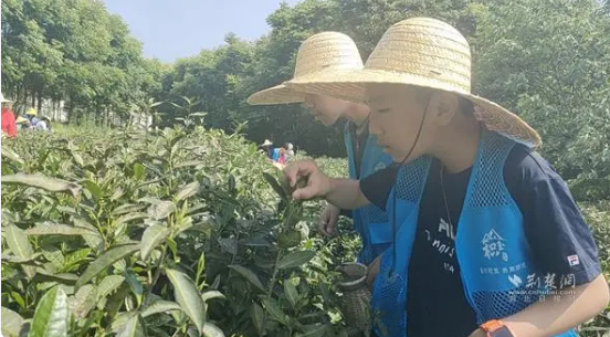 有关于武昌学子深度体验采摘之旅 “入山制茶”乐享劳动喜悦的信息(1)