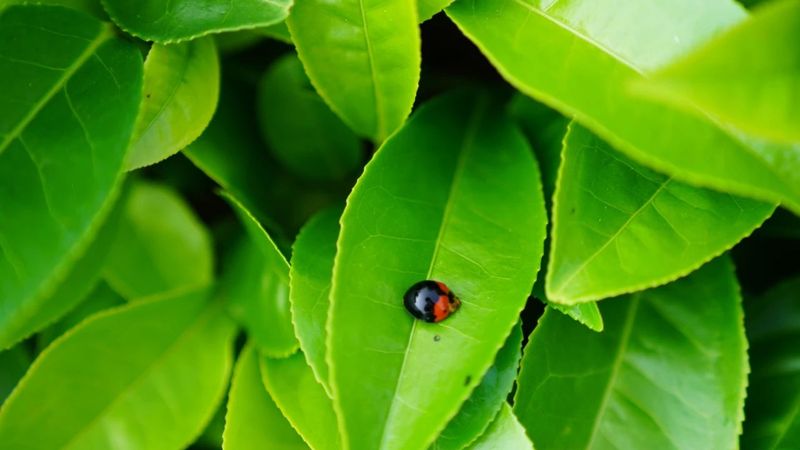 有关于以“新”赋能 借“智”增效——新质生产力焕发普洱思茅有机茶园“新容颜”的最新消息(2)