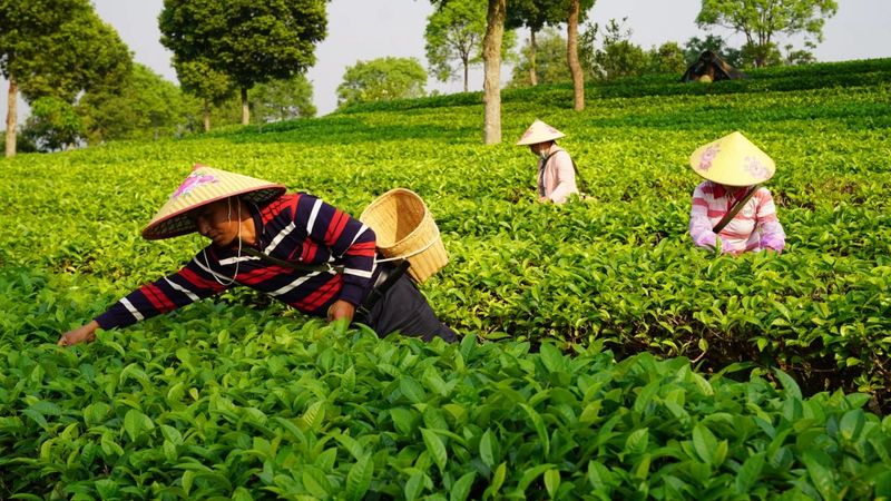 有关于以“新”赋能 借“智”增效——新质生产力焕发普洱思茅有机茶园“新容颜”的最新消息(4)