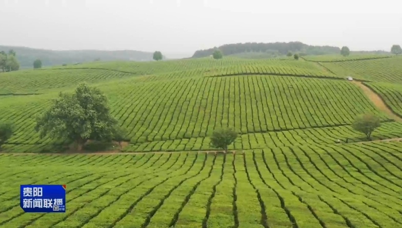 关于贵阳贵安：立足“茶叶”做强“茶业” 推动茶产业高质量发展的最新消息(4)