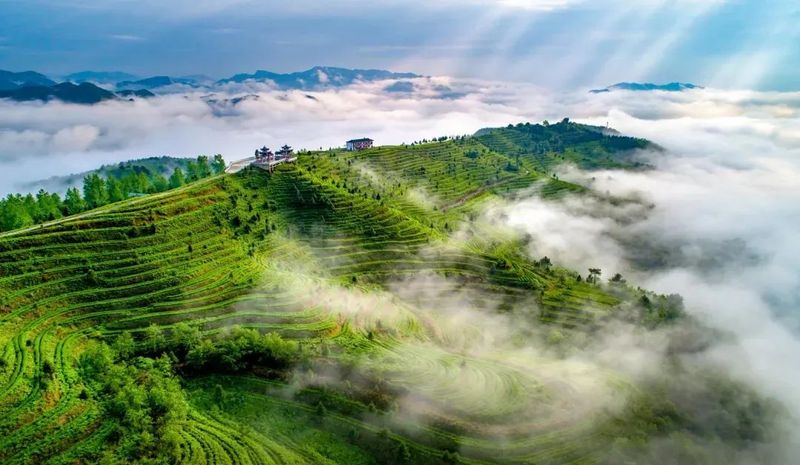 有关于黔茶上榜品牌居全国第一！的新闻