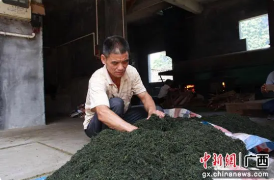 关于荔浦东阳村深耕绞股蓝 “打工村”变“茶园村”的消息