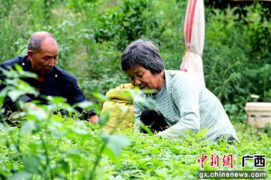 关于荔浦东阳村深耕绞股蓝 “打工村”变“茶园村”的消息(1)