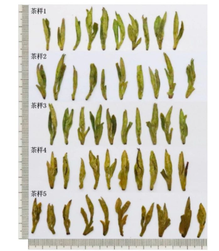 有关于新版浙江省地方标准《龙井茶加工技术规程》（DB33/T 239—2023）的消息(7)