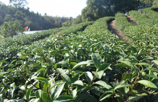 有关于江西濂溪：“茶候鸟”满载归的内容