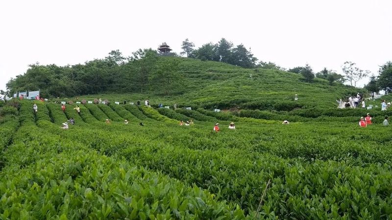 关于桑植白茶文化节：茶农巧手齐上阵 以赛促学强技能的新闻