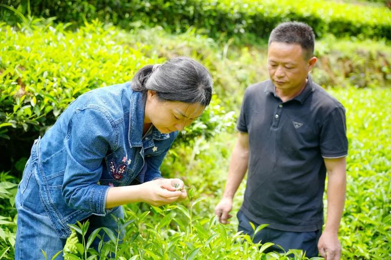 有关于科技特派员助力茶产业提质增效的新闻