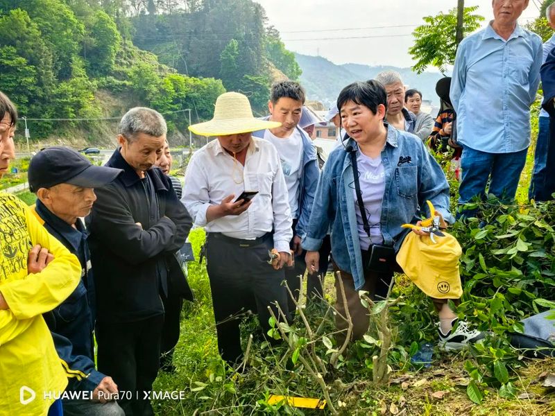 有关于蒿坪镇：茶园管护正当时 农技培训到田间的相关内容(1)