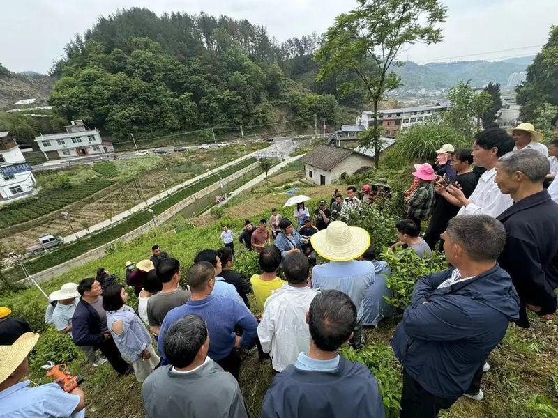 有关于蒿坪镇：茶园管护正当时 农技培训到田间的相关内容(2)