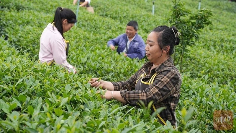 有关于技改提升茶叶品质 高县推动3万余亩茶园提档升级的相关信息(3)