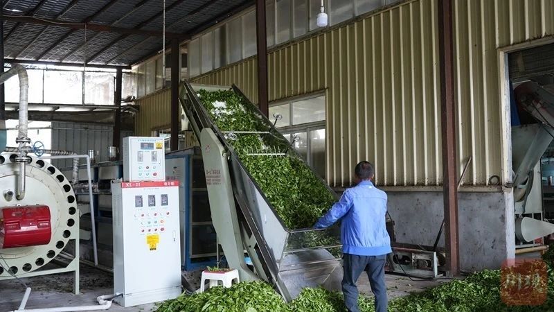 有关于技改提升茶叶品质 高县推动3万余亩茶园提档升级的相关信息(4)