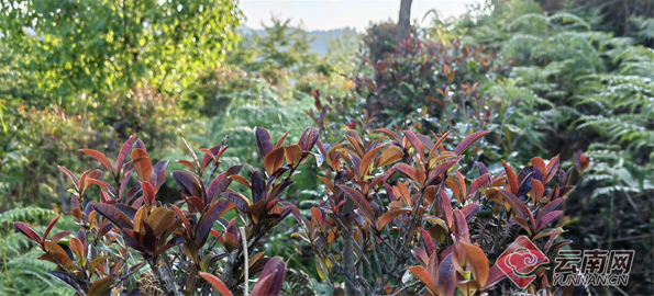 有关于野象粪做肥料？这是一种“有味道”的有机茶的相关信息(1)