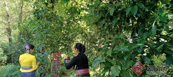 有关于野象粪做肥料？这是一种“有味道”的有机茶的相关信息(3)