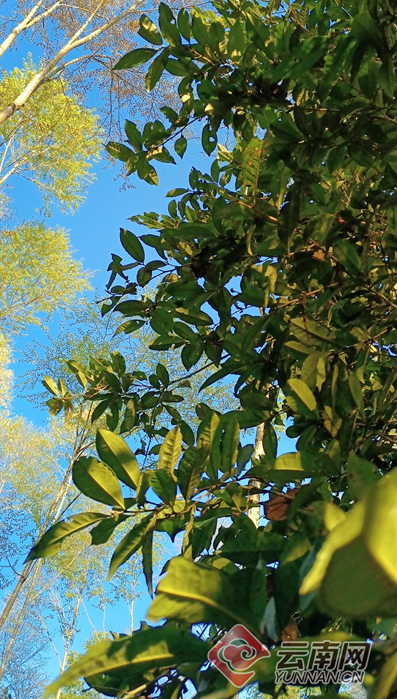 有关于野象粪做肥料？这是一种“有味道”的有机茶的相关信息