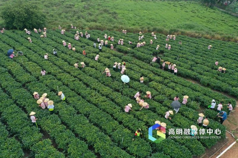 有关于走茶山，寻茶趣，高明区石岐小学开展采茶研学活动的相关内容