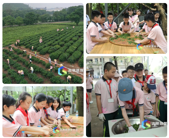 有关于走茶山，寻茶趣，高明区石岐小学开展采茶研学活动的相关内容(2)