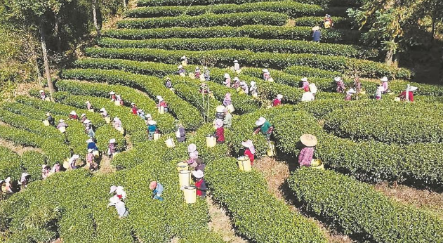 有关于连城：高山生态茶园迎来今年首季采摘高峰的内容