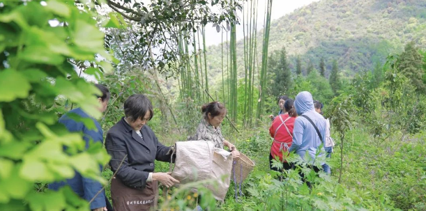 关于文井江镇：茶叶变“茶业” 青山变“金山”的资讯(3)