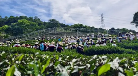 有关于北京师生走进留下街道 开启茶文化交流之旅的最新消息