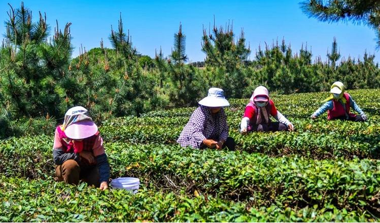 有关于百满茶园有机露天绿茶陆续采摘上市的内容