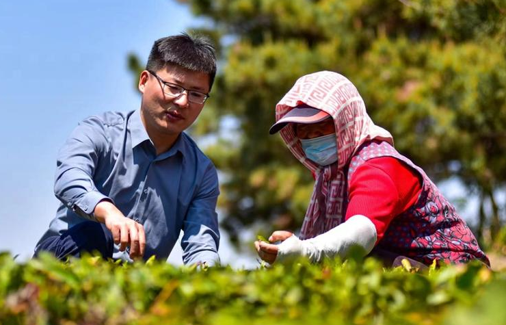 有关于百满茶园有机露天绿茶陆续采摘上市的内容(6)