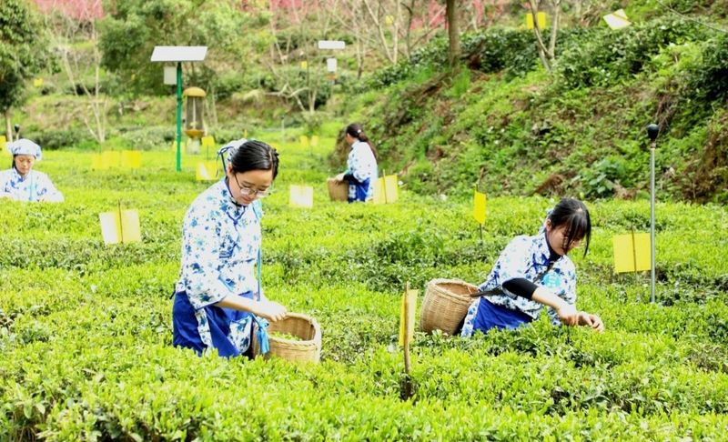 有关于“茶产业”专场  一片叶子的魅力的相关信息(2)