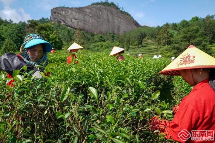 关于武夷山下采茶忙的相关信息