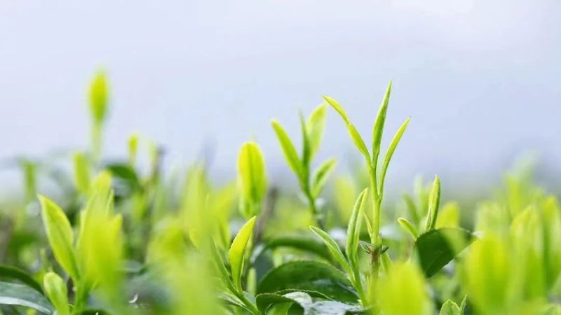 关于小小一片叶，缘何魅力大？走进旺苍县木门镇解锁茶叶密码的内容(7)